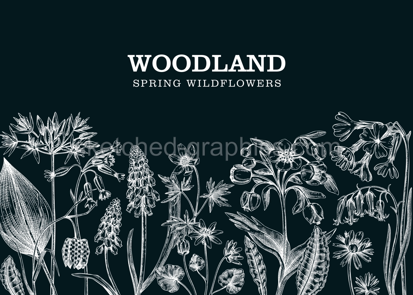 Spring banner with meadows and wildflowers. Easter frame on chalkboard. Woodland plants and flowers sketches. Cowslip, bluebell, grape hyacinth, hellebore, fritillary, wood anemone botanical design Illustration
